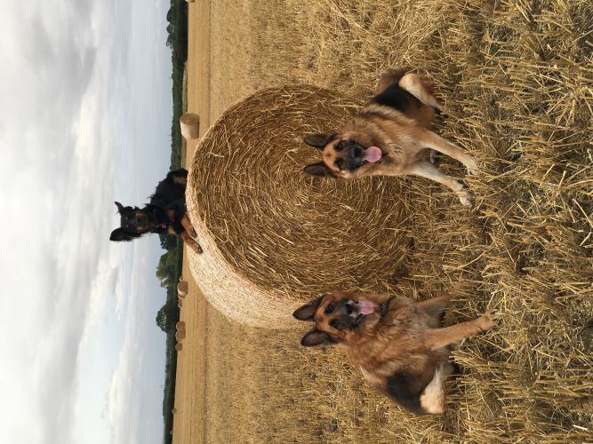 Dog Training and one-to-one coaching in Northampton, Wellingborough and Kettering